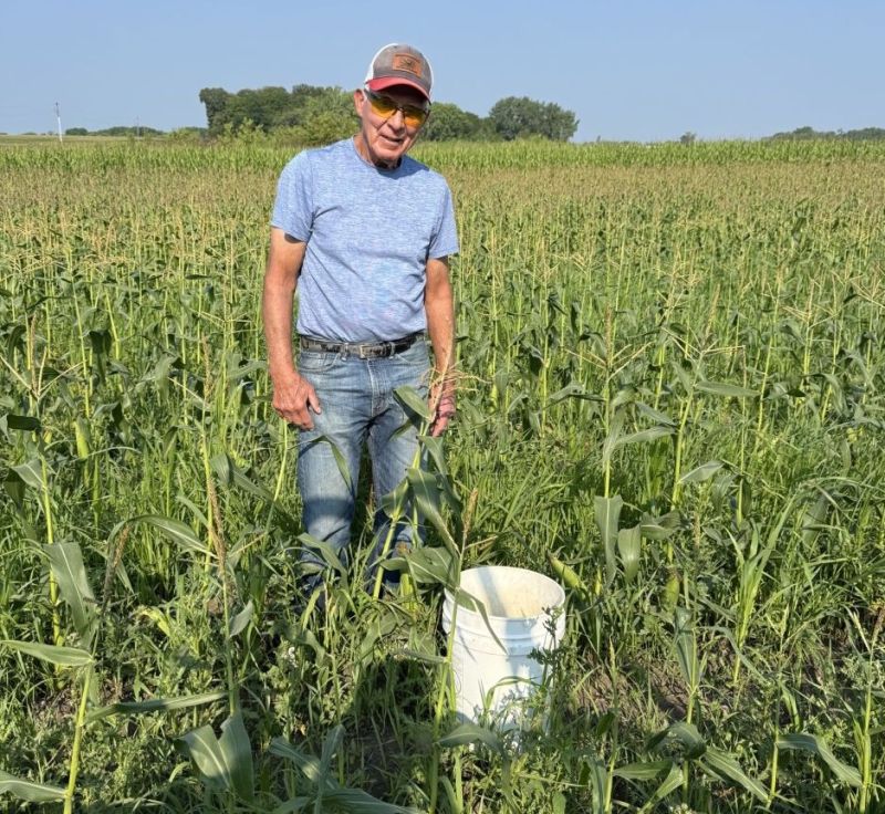 Resident harvesting sweet corn from the community garden at Siesta Hills in Mankato, Minnesota