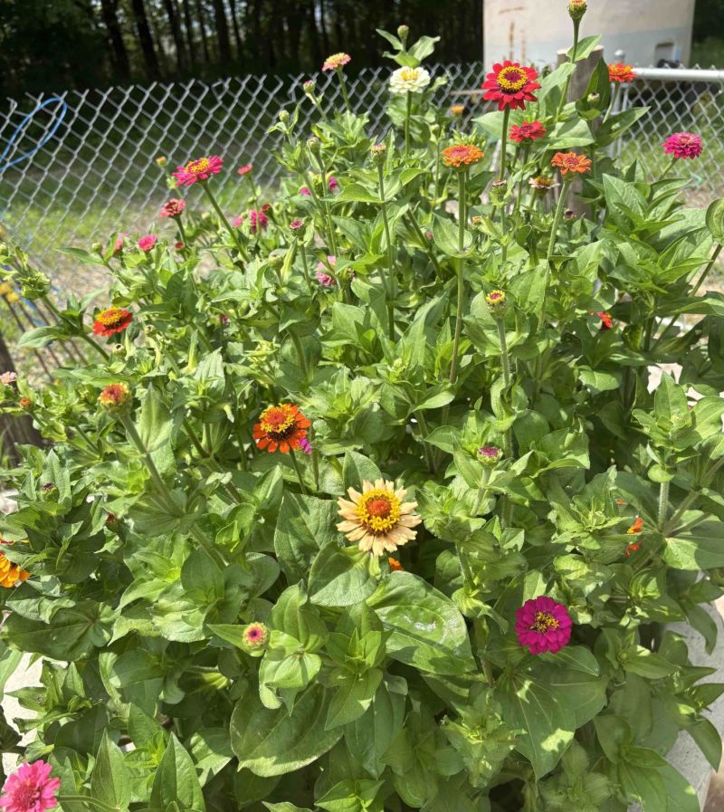 Colorful flowers blooming in the Siesta Hills Community Garden in Mankato, Minnesota