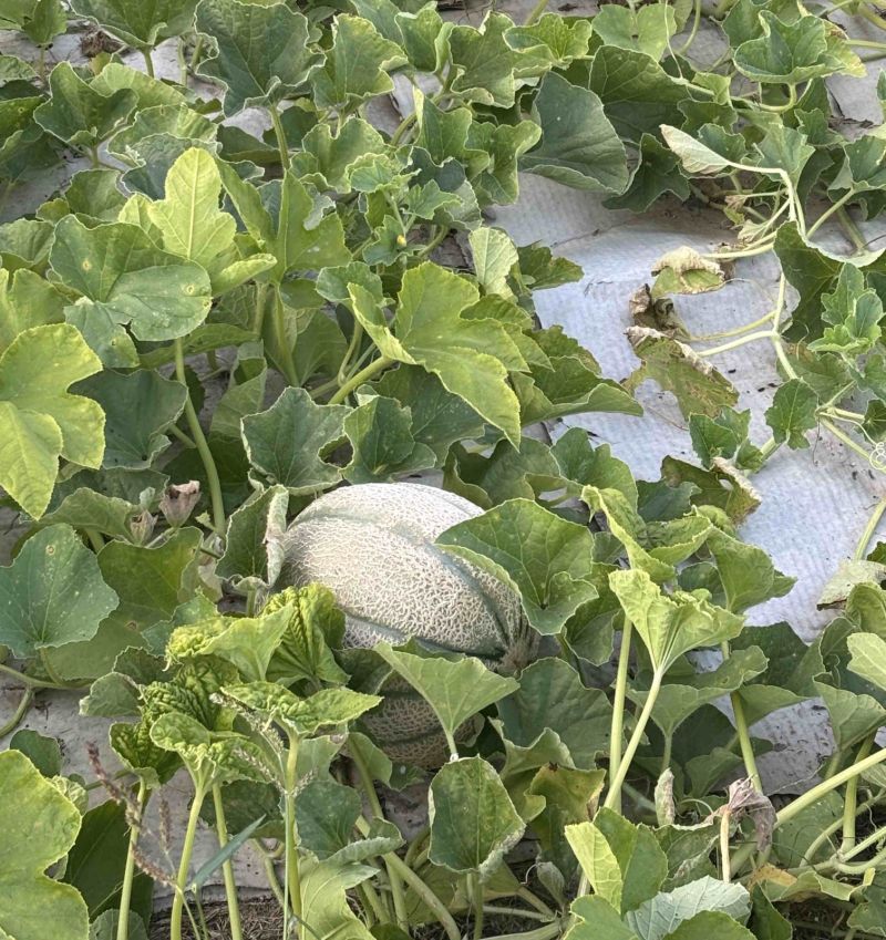 Fresh cantaloupe growing in the Siesta Hills community garden in Mankato, Minnesota